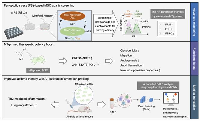 제주대 약대 정의만 교수팀, '페롭토시스 연계 세포노화 측정법' 개발… 줄기세포 치료제 고도화 기대