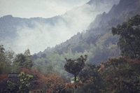 환경보건센터 "봄철 삼나무 꽃가루 주의하세요"