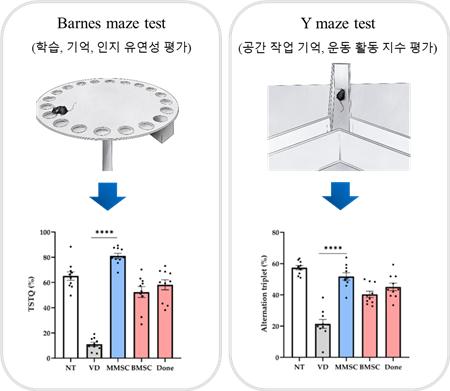 제주대학교 학내 벤처 ㈜미래셀바이오  ‘혈관성 치매’ 줄기세포로 치료 효과 입증 