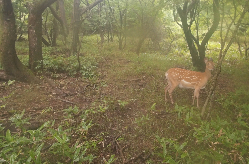 한라산 꽃사슴(자료사진).jpg