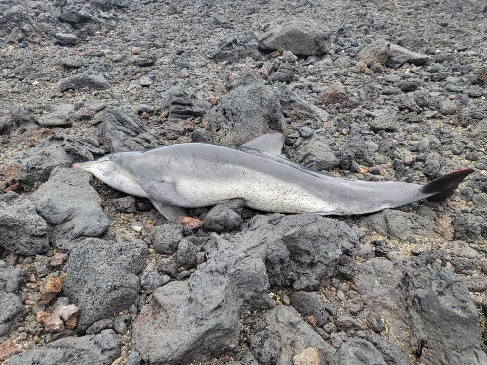 남방큰돌고래. 2022.04.29. 성산읍 삼달리 좌초 사망.jpg